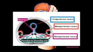 [REMADE] Peritoneum - Omentum, Mesentery and Cavity | Anatomy