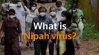 India: What is Nipah virus spreading in Kerala?