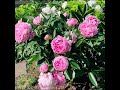 PEONY FLOWERS - WONDER OF GARDENS