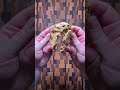 butterscotch chocolate chip cookies using a portion scoop