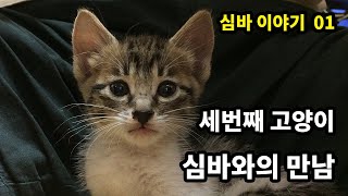 심바 이야기 01 - 세번째 고양이 심바와의 만남