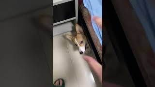 你给我俩搁这玩打地鼠捏？%柯基 %#corgi