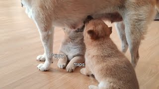 Potats do a happy dance with their paws while feeding [CUTEST REACTIONS]