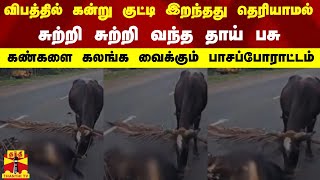 விபத்தில் கன்று குட்டி இறந்தது தெரியாமல் சுற்றி சுற்றி வந்த தாய் பசு