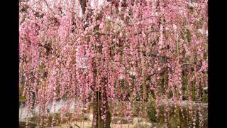 まんのう町買田 しだれ梅　3月 6日, 2011年