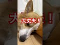 コーギーが心配事があるそうです corgi has some concerns shrots corgi