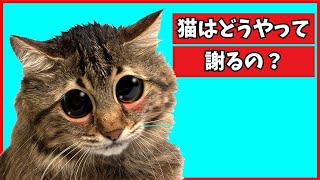 猫が飼い主に謝る方法とは？猫の気持ちを理解するコツを教えます！