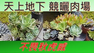 多肉新手 全露養交手渡夏\u0026秋虎 應該及格...哈哈哈