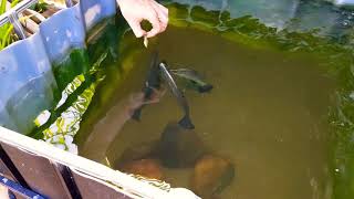 Hand feeding barramundi