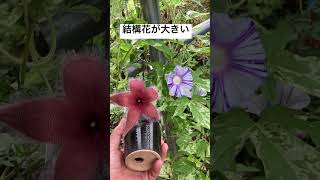 スタペリア属ヒルスタの花が咲きました