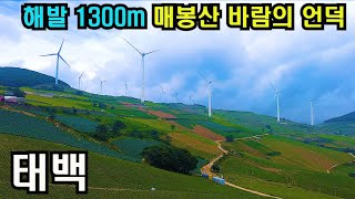 (4k)하늘과 맞닿은 청정지역 태백 매봉산 바람의언덕 걷기/Walking on Korea/Maebongsan Mt. Wind Hill on Tae-Back city