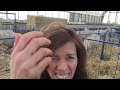 our lambing system. vlog 3