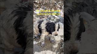 We Found Poor Puppy Who's Thrown Into A Drain In A Garbage Dump