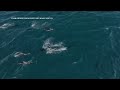 super pod of thousands of dolphins spotted off california coast