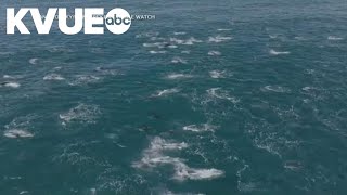 Super pod of thousands of dolphins spotted off California coast