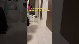 綿棒チャレンジ①#shorts#猫#cat #ハチワレ