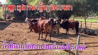 បញ្ហាក្នុងការធ្វើក្រោលគោមិនត្រូវកន្លែងចិញ្ចឹមល្អយ៉ាងណារក៏គោមិនធាត់