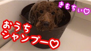 【トイプードルそぼろ＆ニコ】ニコ！さっぱりしよっ！