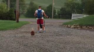 Rooster walks disabled kid to bus everyday