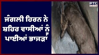 Wild deer in Ajnala: ਅਜਨਾਲਾ 'ਚ ਜੰਗਲੀ ਹਿਰਨ ਨੇ ਸ਼ਹਿਰ ਵਾਸੀਆਂ ਨੂੰ ਪਾਈਆਂ ਭਾਜੜਾਂ