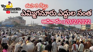 ఆదివారం ఎమ్మిగనూరు ఎద్దుల సంత // Yemmiganur bulls Market on Suday