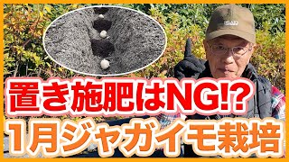 家庭菜園や農園の1月ジャガイモ栽培は置施肥NG！？早植えで始めるジャガイモの育て方！【農家直伝】