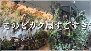 【圧巻！】東京のヤバすぎるビカクシダショップに潜入してきました！ビカク旅Part1 #ビカクシダ　#観葉植物