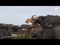 young lion left isolated by huge herd of hungry buffaloes