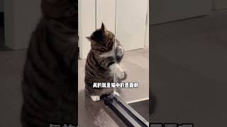 狸花猫之歌来啦！ 简直就是猫中恶霸！天天炸毛 被迫营业的猫猫 萌宠出道计划 猫咪的迷惑行为 抖in萌宠计划 萌宠超新星计划