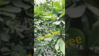 Almond tree #shortsvideo #almondtree #ytshortsindia #almonds #explorepage #treeshorts