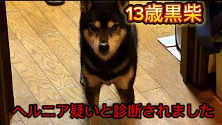 13歳黒柴　ヘルニア疑いと診断されたことについて