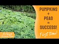 The Best Way to Grow Pumpkins!