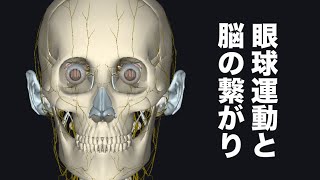 眼球の動きと関わりのある脳の箇所を解説してみた