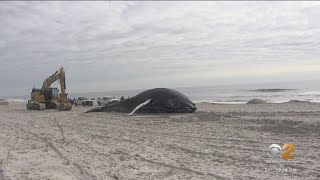 Learning more about whale that washed up on Lido Beach