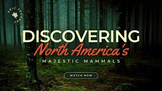 Discovering North America's Majestic Mammals: An Epic Journey Through the Wild 4K Video