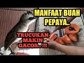 Manfaat Penting Buah Pepaya Untuk Trucukan