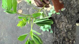 Tertiary Ingredients of Cadaba fruticosa Formulations: Pankaj Oudhia's Medicinal Plant Database