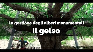 Il gelso di Cervia (Ravenna) - La gestione degli alberi monumentali, buone pratiche di gestione