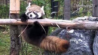 赤ちゃんレッサーパンダ初めての丸太渡り~He tried hard!Red Panda Baby