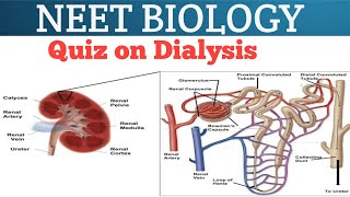 Top 10 Biology Important Questions For NEET 2021 | Biology Chapter Dialysis | by SMARTER-Ed