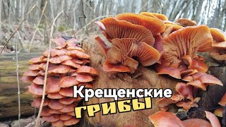 Крещенские грибы + бонус в виде саркосцыфы.