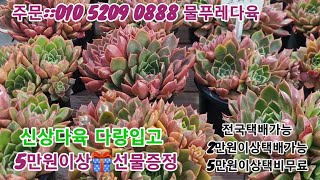 11/14(신상다육 다량입고 많이들 데려가세요 5만원이상 선물증정