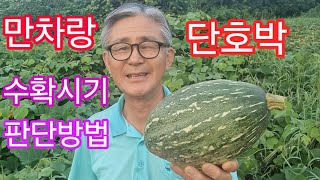 만차랑단호박 수확시기 판단방법/폭염피해 화상병 백화현상 발생/#참샘골호박농원