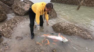 海边烂网困住大鱼，周围不少螃蟹等着分食大鱼，不料被渔妹抢了先