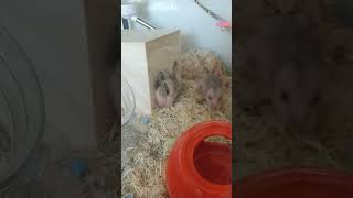 Hamster 赤ちゃんのうんこ💩付けて小屋から顔出し寝る💤新米ママのハムスターぼんちゃん🐹母はこうなるよね～お疲れ様🐹