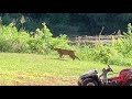 Bobcat spotted in Round Rock neighborhood