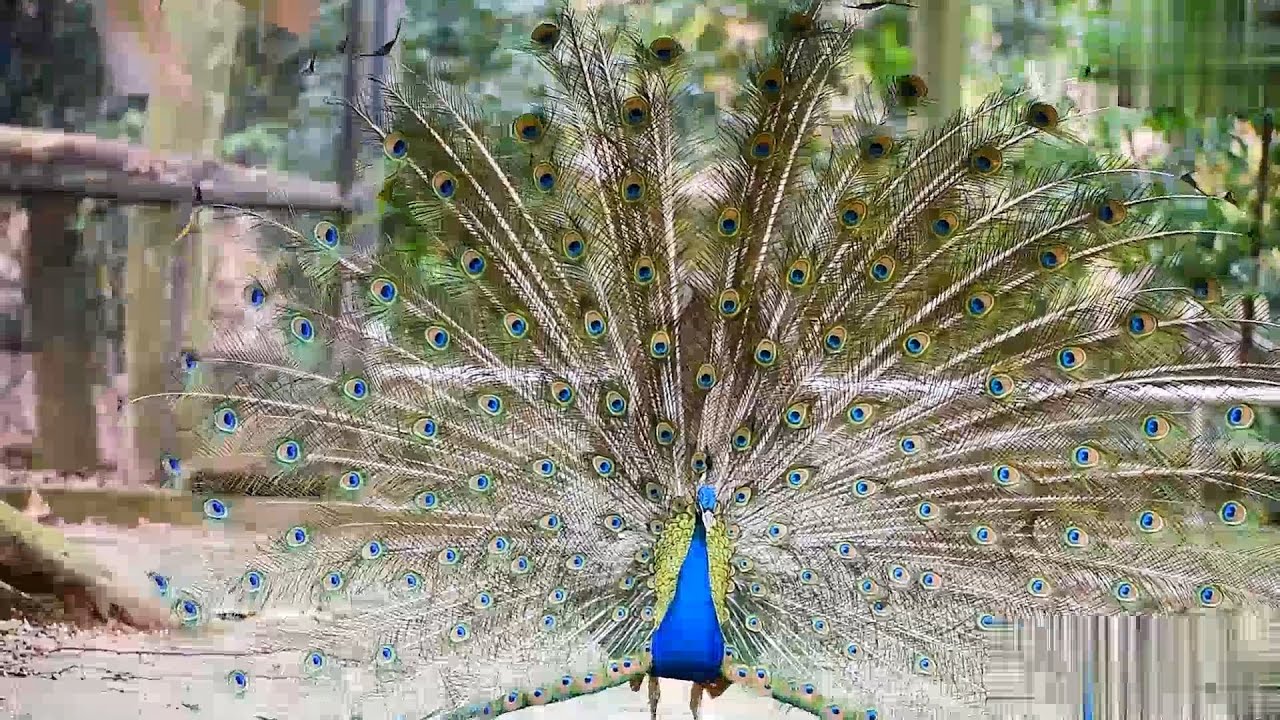 Detik Detik Bulu Burung Merak Mekar Burung Tercantik Di Dunia Burung