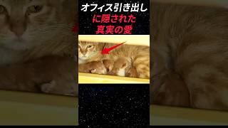 【感動】オフィスに隠された真実の愛