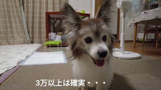 老犬パピヨン　17歳と5ヶ月　禿げた話　等々