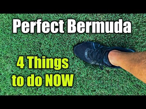 Improve Bermuda Grass Lawn Health and Thickness Improve Bermuda Grass Lawn Health and Thickness